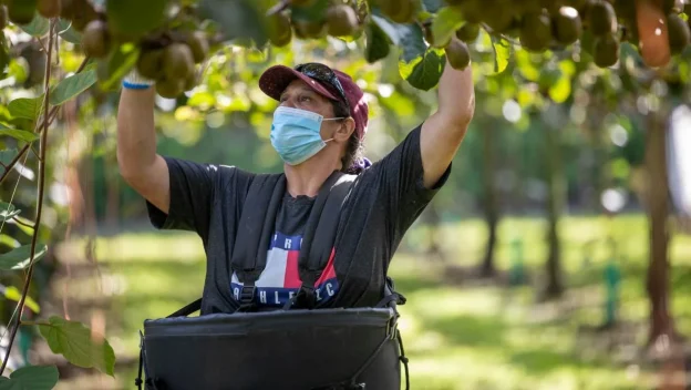 A Day in the Life of a Kiwi Farm Worker in New Zealand